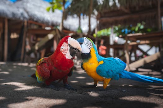 Celebrate Rainforest Grandeur at Manu Wildlife Lodge, Peru