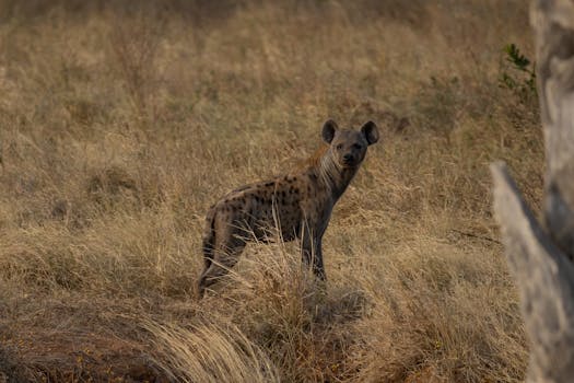 Witness Safari Grandeur at Singita Kruger Reserve
