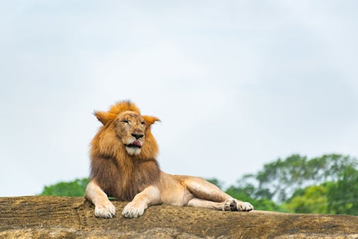 Witness Safari Grandeur at Singita Sweni Lodge