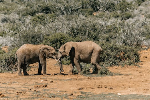 Witness Safari Wonders at Ngala Safari Lodge, South Africa